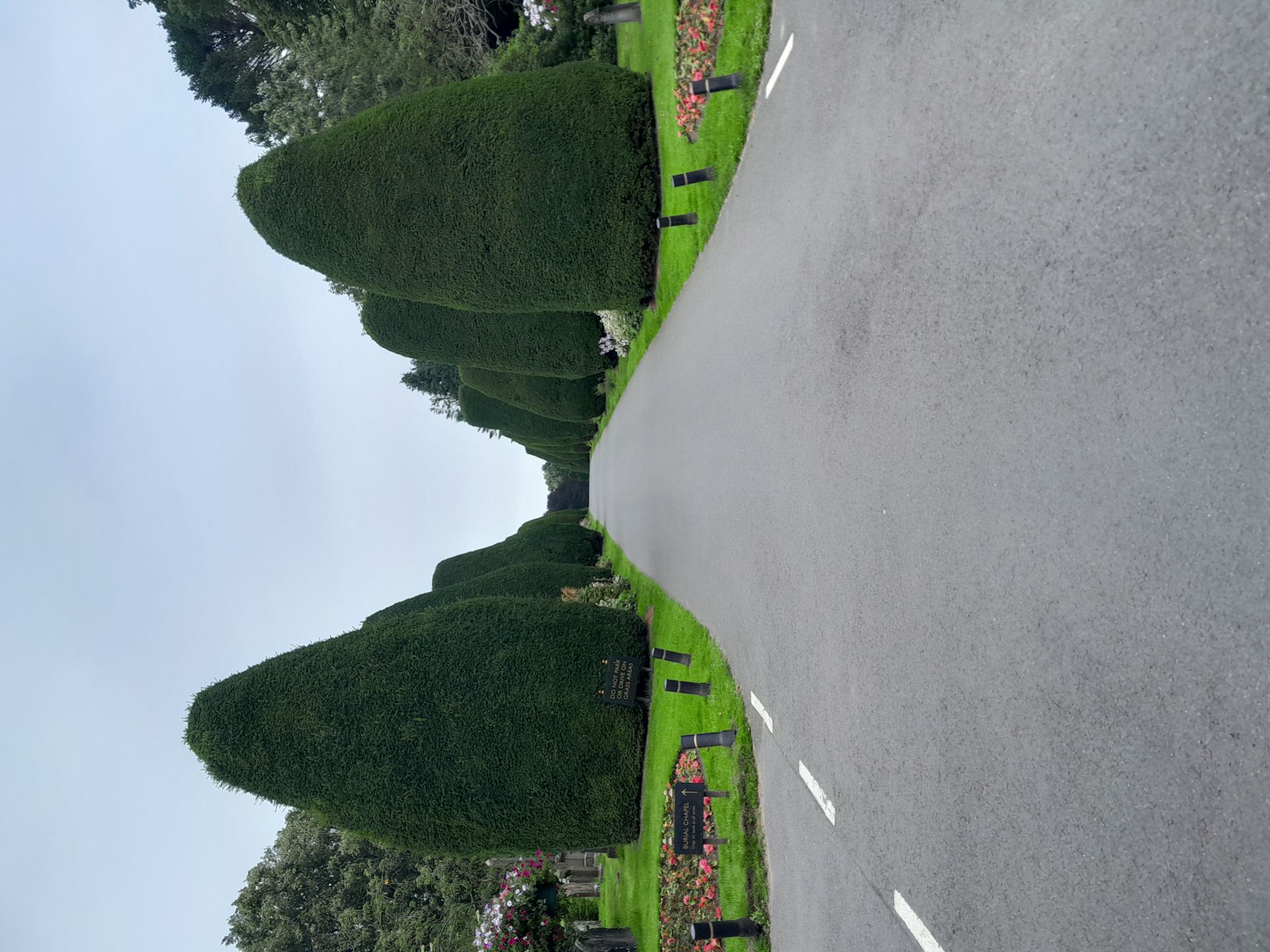Cemetery drive lined by trees